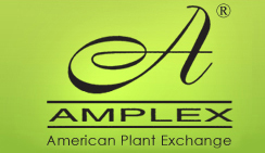 Amplex