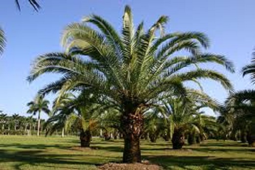 Canary Island Date Palm 7G []