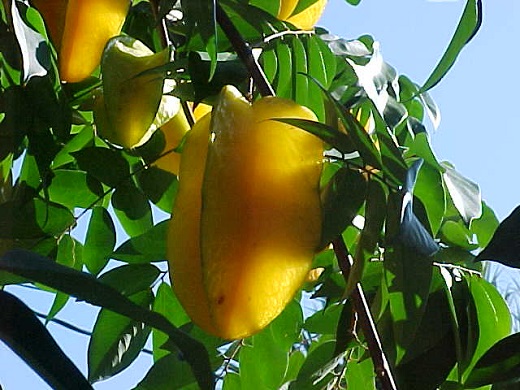 Carambola 7G [Star Fruit]