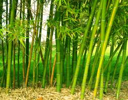 Bamboo 3G [Bambusa]
