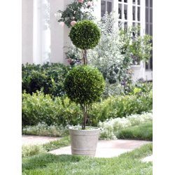 American Boxwood Topiary [Pom Pom 10G]