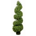 American Boxwood Topiary [Spiral 7G]
