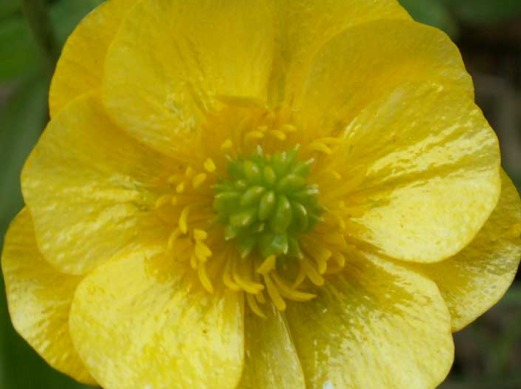Buttercup Daisy [Turnera Unifolia]