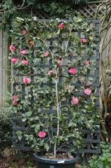 Camellia Sasanqua Espalier [7G]