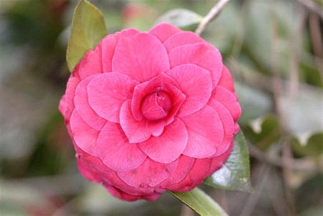 Camellia Mathotiana Supreme [5-6']