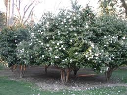 Camellia Japonica STD 15G [Patio Tree]
