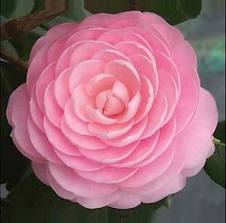 Camellia Pink Perfection 6-7 []