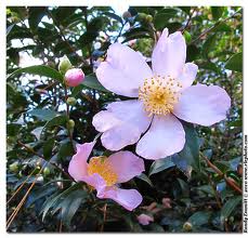 Camellia Maiden Blush 6-7' []