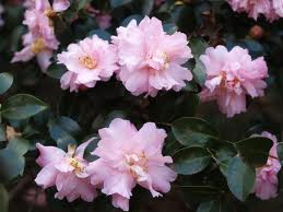 Camellia Pink Snow 5-6' []