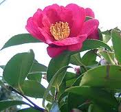 Camellia Sasanqua 10G []