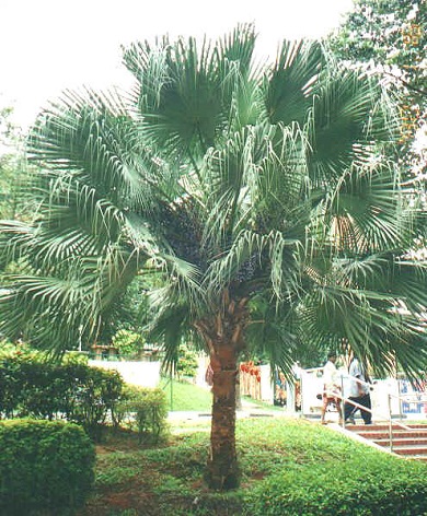 Chinese Fan Palm 65G []