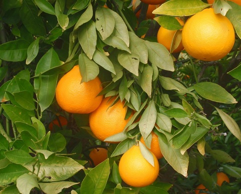 Citrus Amber Sweet Orange 45 [Prepayment Required]