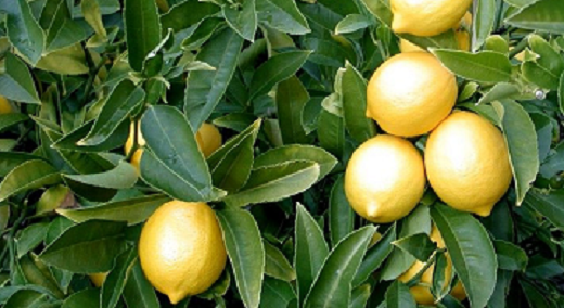 Citrus Bearss Lemon 15G [Prepayment Required]