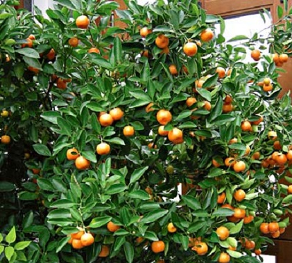 Citrus Calamondin Orange 10G [Prepayment Required]