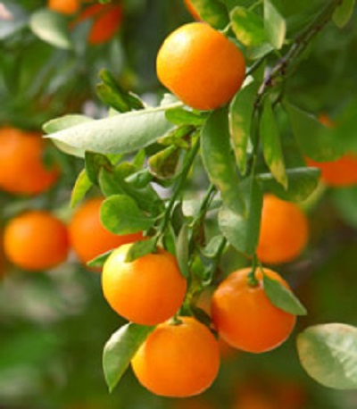 Citrus Clementine Tangerine [30G]