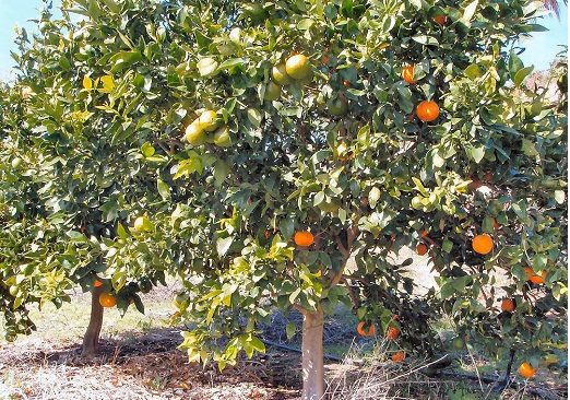 Citrus Cocktail Tree 30G [Orange and Grapefruit]