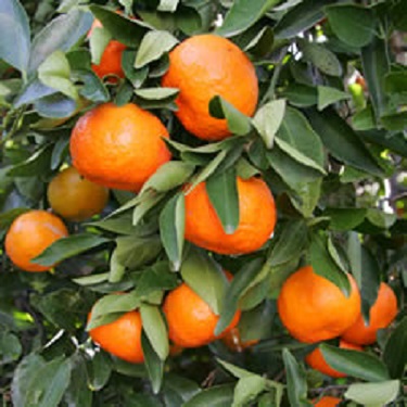 Citrus Dancy Tangerine 7G [Prepayment Required]