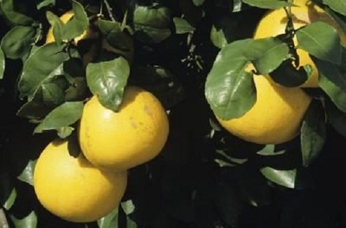 Citrus Grapefruit Duncan 10G [Prepayment Required]