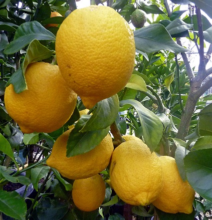 Citrus Eureka Lemon 10G [Prepayment Required]