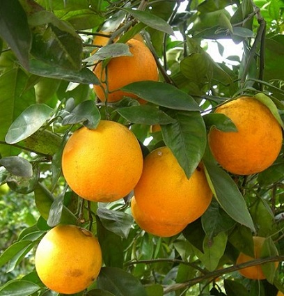 Citrus Hamlin Orange 25G [Prepayment Required]