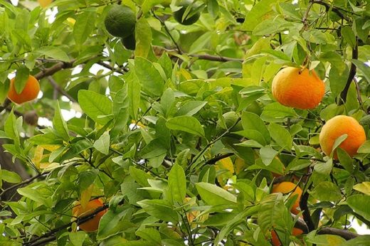 Citrus Tangelo Honeybell 10G []