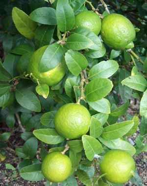 Citrus Key Lime 10G [Prepayment Required]