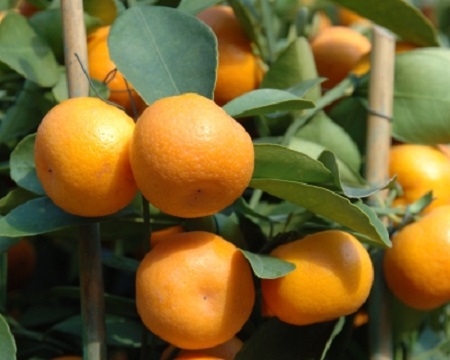 Citrus King Mandarin [Tangerine 10G]