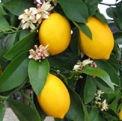 Citrus Meyers Lemon Dwarf 5G [Prepayment Required]