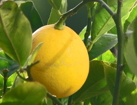 Citrus Meyers Lemon 65G [Prepayment Required]