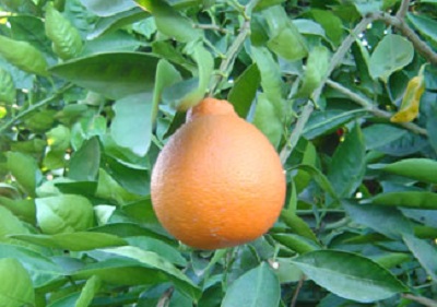 Citrus Tangelo Minneola 10G [Prepayment Required]