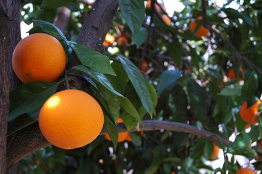Citrus Navel Orange 15G [Prepayment Required]