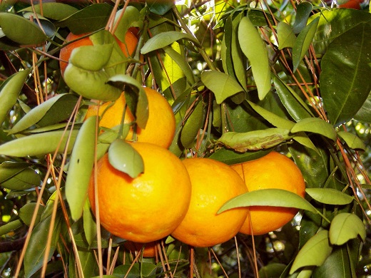 Citrus Tangelo Orlando 30G [Prepayment Required]