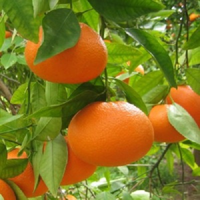 Citrus Ortanique Tangerine [15G]