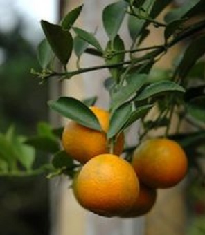 Citrus Page Orange 30G [Prepayment Required]