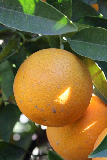 Citrus Parson Brown Orange [30G   Prepayment Required]