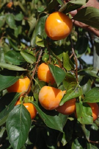 Citrus Persimmon 30G []