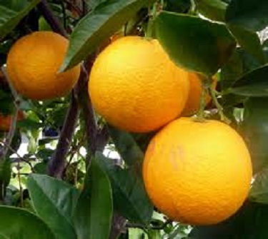 Citrus Pineapple Orange 30G [Prepayment Required]