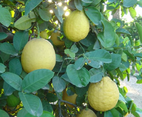 Citrus Ponderosa Lemon 45G [Prepayment Required]