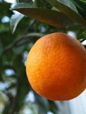 Citrus Ponkan Tangerine 45G [Prepayment Required]