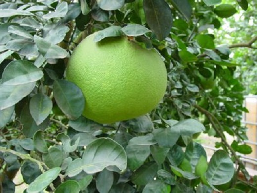 Citrus Grapefruit Pummelo [45G]