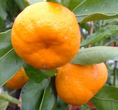 Citrus Satsuma Tangerine 10G [Prepayment Required]
