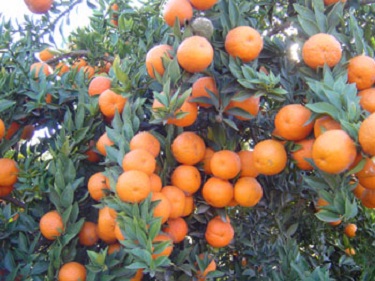 Citrus Sour Orange 1G [Prepayment Required]