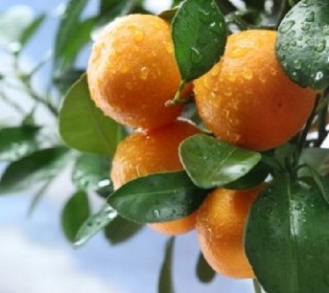Citrus Sunburst Tangerine [45G]