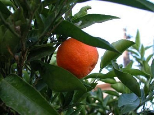 Citrus Temple Orange 15G [Prepayment Required]