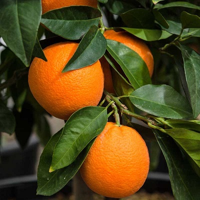 Citrus Valencia Orange 45G [Prepayment Required]