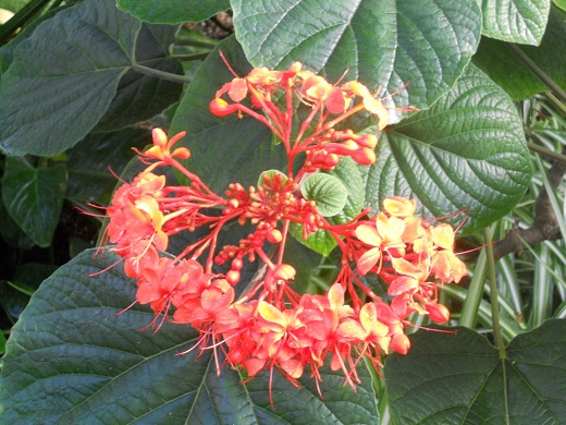 Clerodendron Flaming Glory [Pagoda Flower 3G]