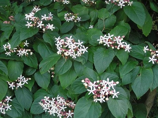 Clerodendron 10G []