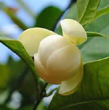 Coco Magnolia 65G [12-14' OA; 3" cal]
