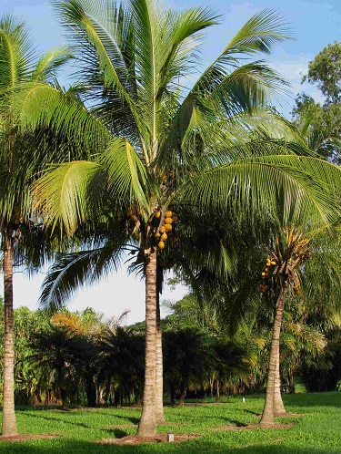 Coconut Palm 2'-3'CT [Approx 14'OA]