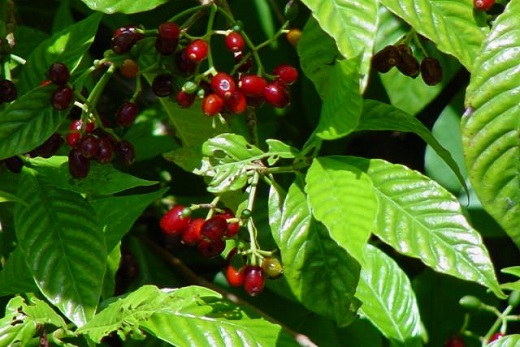 Coffee Plant Wild 3G [Psychotria nervosa]